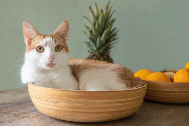 Cats Can Also Develop Food Allergies! Explaining Symptoms, Causes, and Treatment