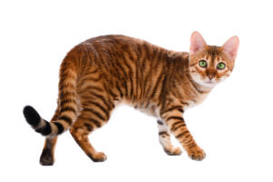 The Small Tiger Toyger: A Holder of an Adorably Endearing Personality