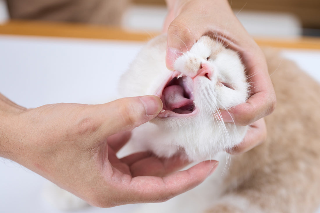 Did you know? Basic Knowledge of Cat Ingestion and Mishandling