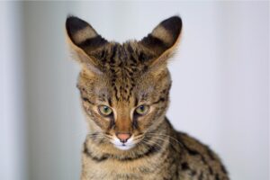 The exceptional athletic abilities of Savannah cats mixed with wildcat blood!